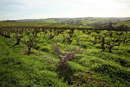 hickinbotham-grenache2